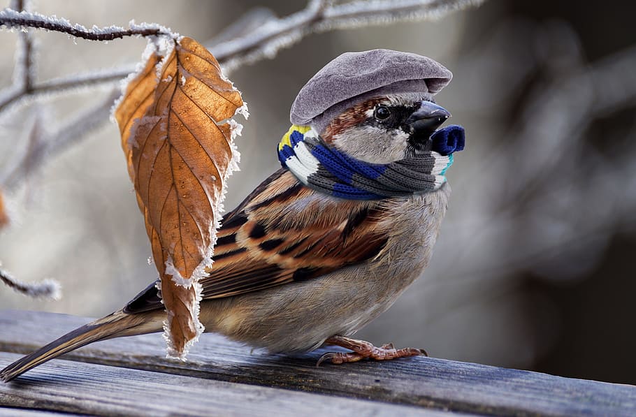 brown bird with hat and scarf, sparrow, frost, feather, plumage, HD wallpaper