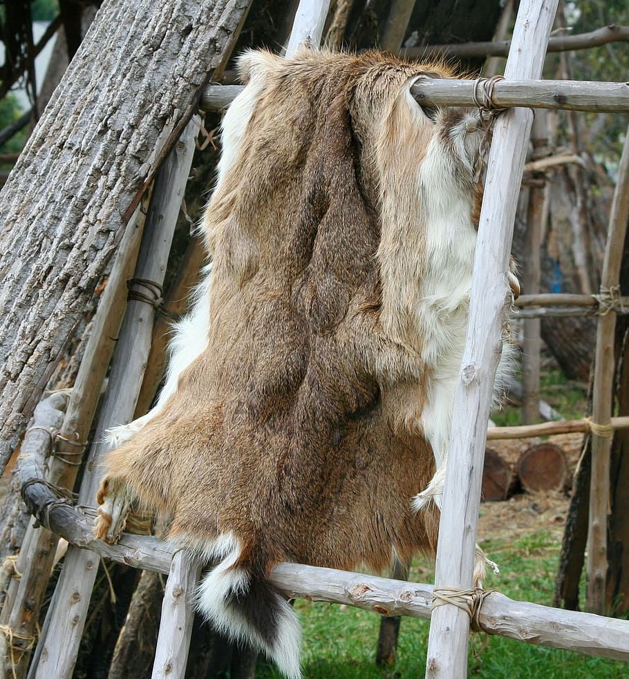 HD wallpaper: brown and white animal pelt, Deer, Hide, Native American, Fur  | Wallpaper Flare