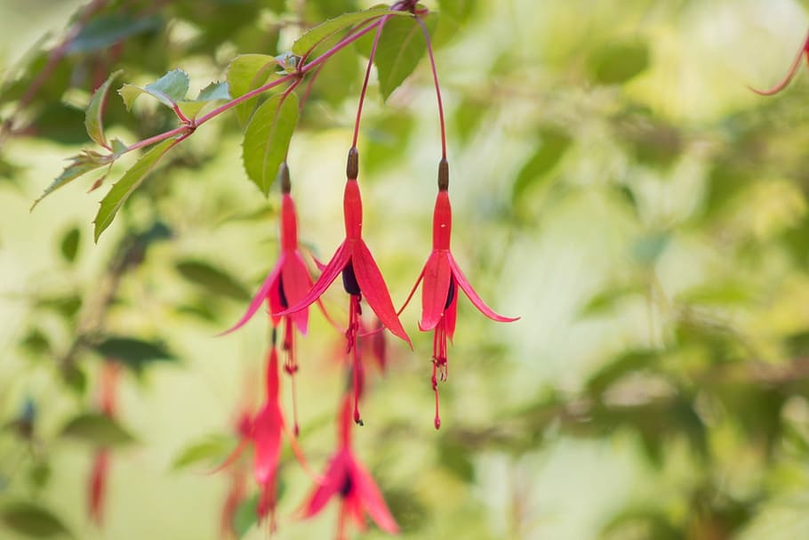 flower, flowers, small flower, spring, florir, flowery, delicate flower HD wallpaper