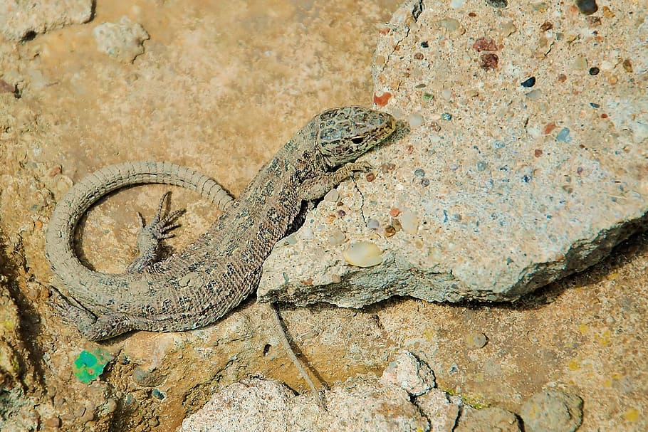 Sand Lizard, Female, Stone, reptile, animal, nature, wildlife HD wallpaper