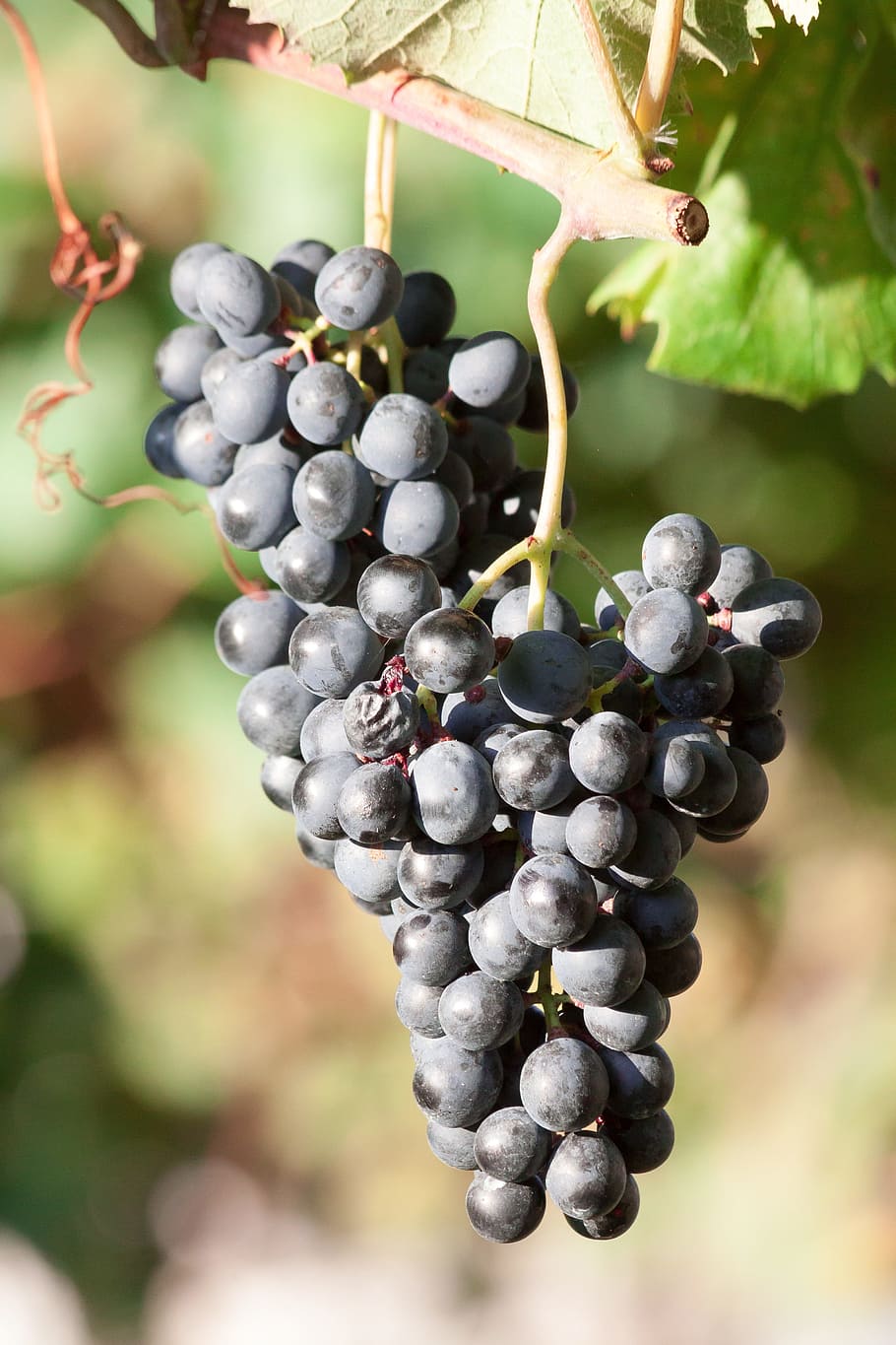 grapes, wine, blue, leaf, fruit, fruits, wine harvest, plant HD wallpaper