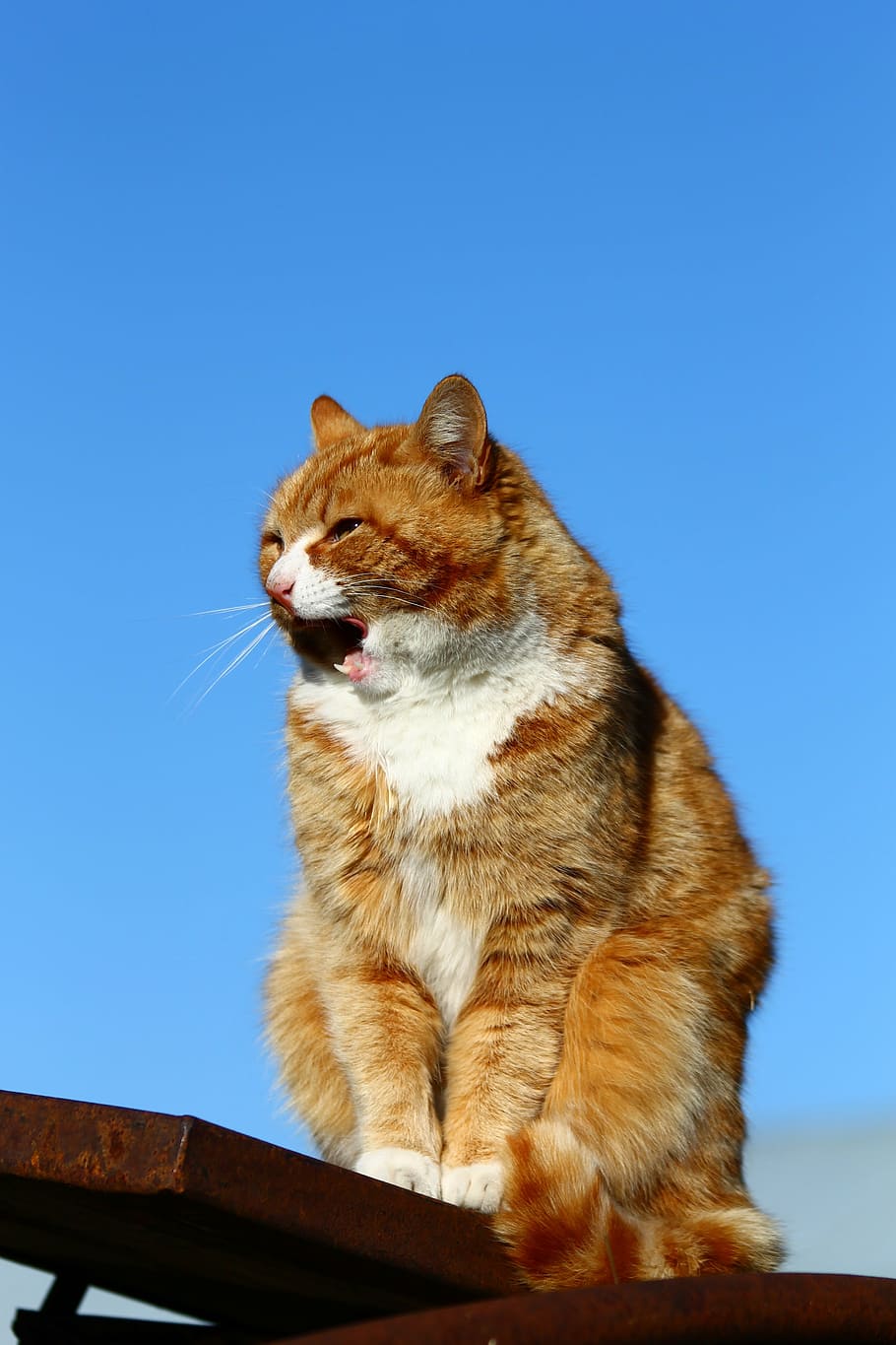 cat, kitty, fluffy, pet, animal, mau, domestic Cat, pets, mammal HD wallpaper