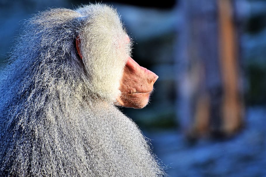 baboon, monkey, primate, creature, grey, animal, nature, zoo HD wallpaper