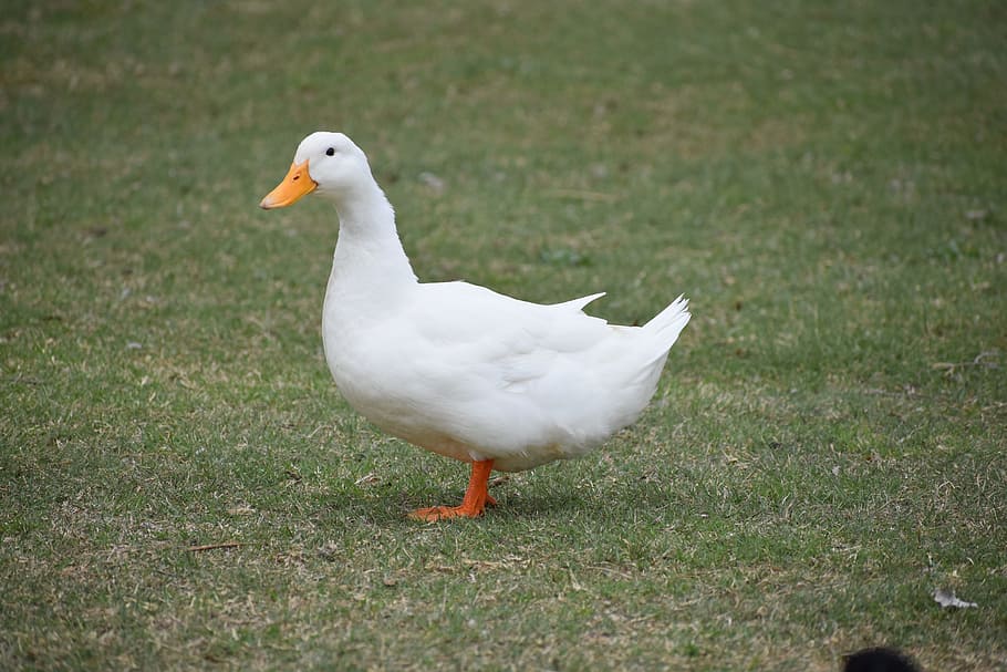 Duck, White, Animal, bird, one animal, animal themes, white color HD wallpaper