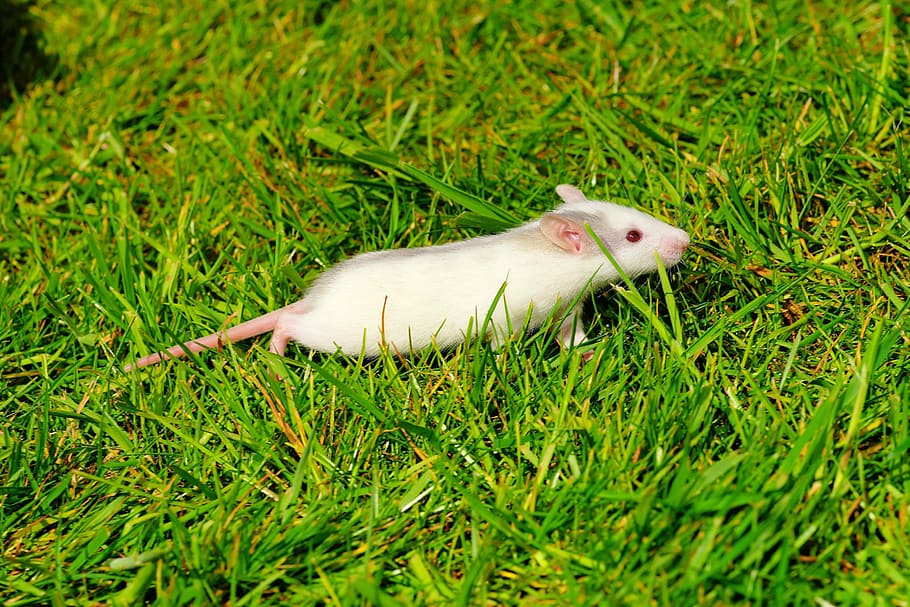 rat, garden, out, curious, sweet, nager, summer, creature, nature HD wallpaper