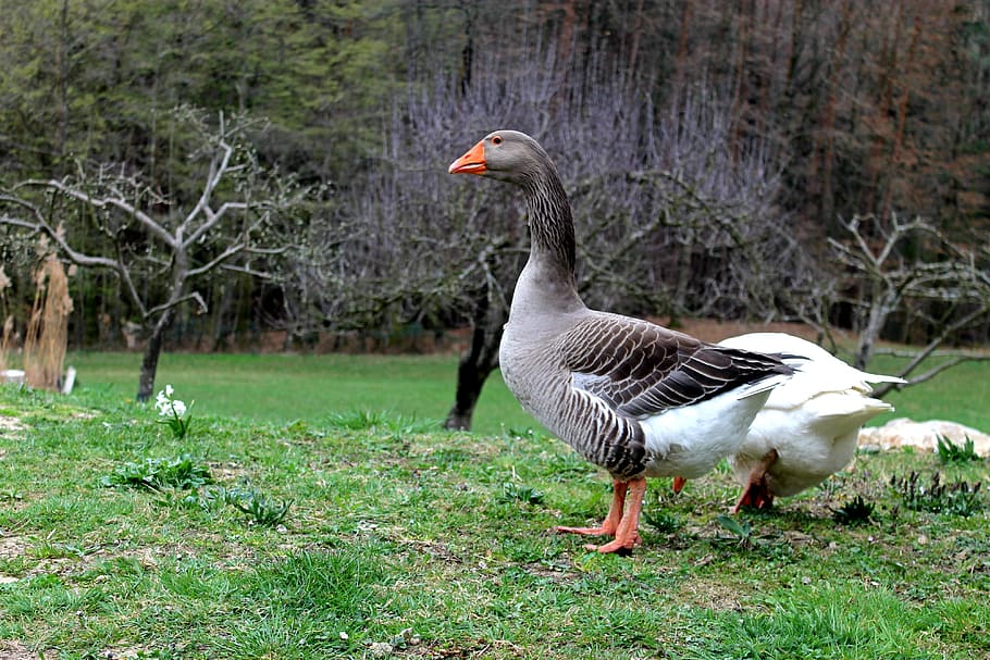 Tanya, Yard, Pets, Wing, Goose, feathered, beak, a couple of HD wallpaper