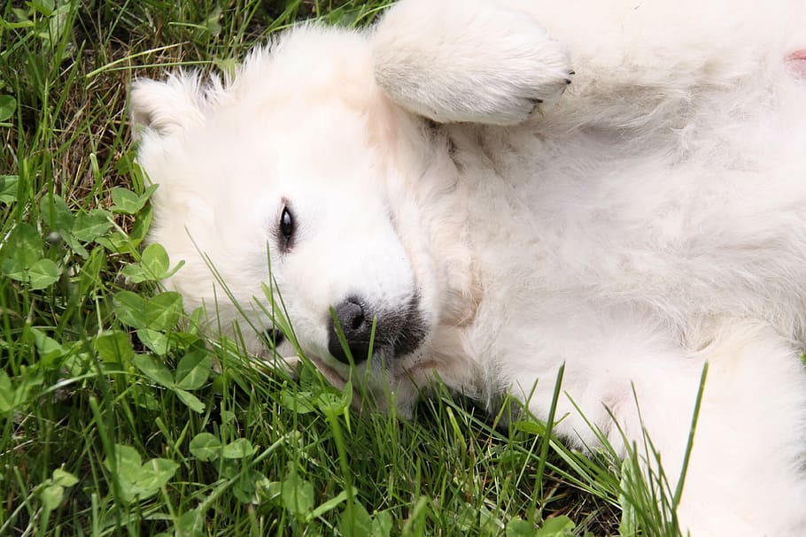 dog, white, berger, play, animal themes, mammal, one animal HD wallpaper