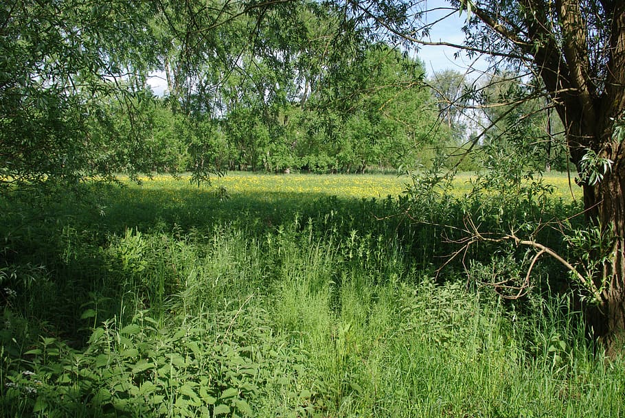 meadow, trees, green, yellow, spring, oxford, grass, sunlight, HD wallpaper
