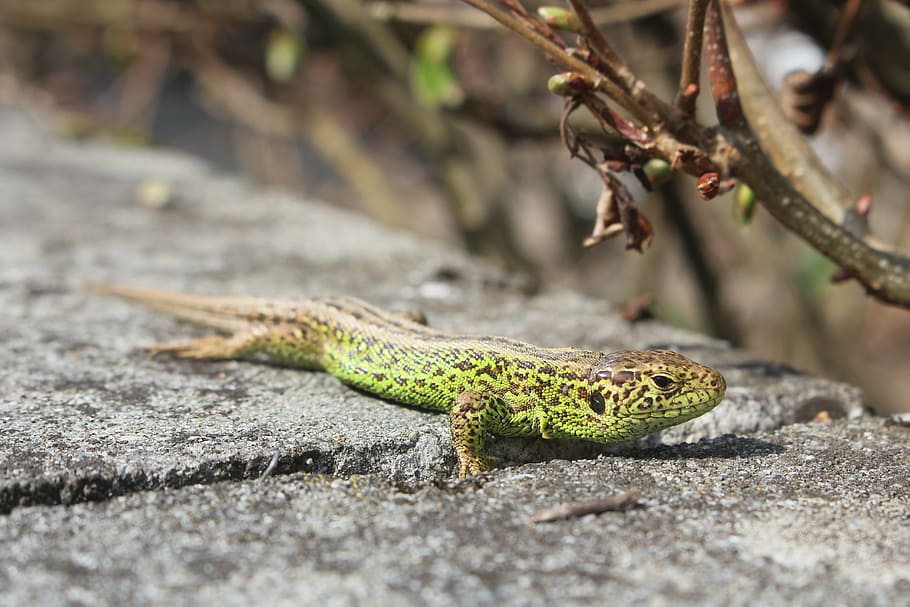 lizard, macro, close, watch, reptile, one animal, animal wildlife HD wallpaper