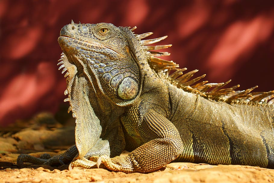 iguana, sun, red, beige, reptile, animal, nature, wildlife HD wallpaper