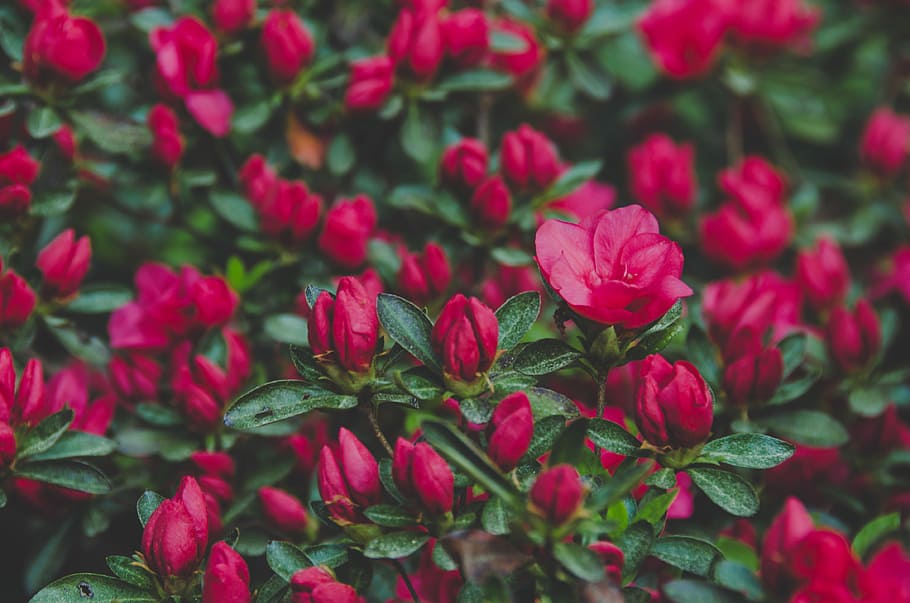 Red Azaleas, red petaled flowers, spring, green, gardening, plant HD wallpaper