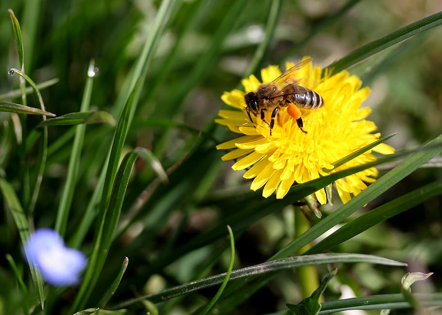 dandelion, bee, yellow, pollen, insecta, diligent, flower, nature HD wallpaper