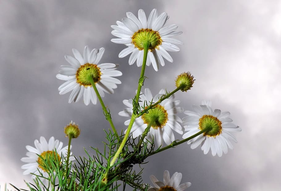 selective focus photo of white daisy flowers, chamomile, blossom HD wallpaper