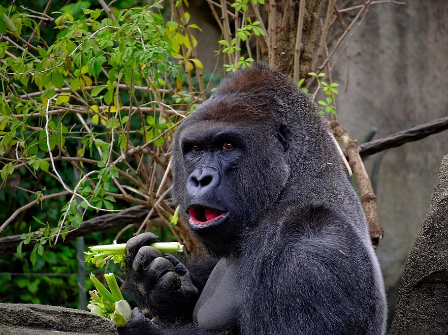 gorilla eating vegetable, ape, primate, wildlife, nature, portrait, HD wallpaper