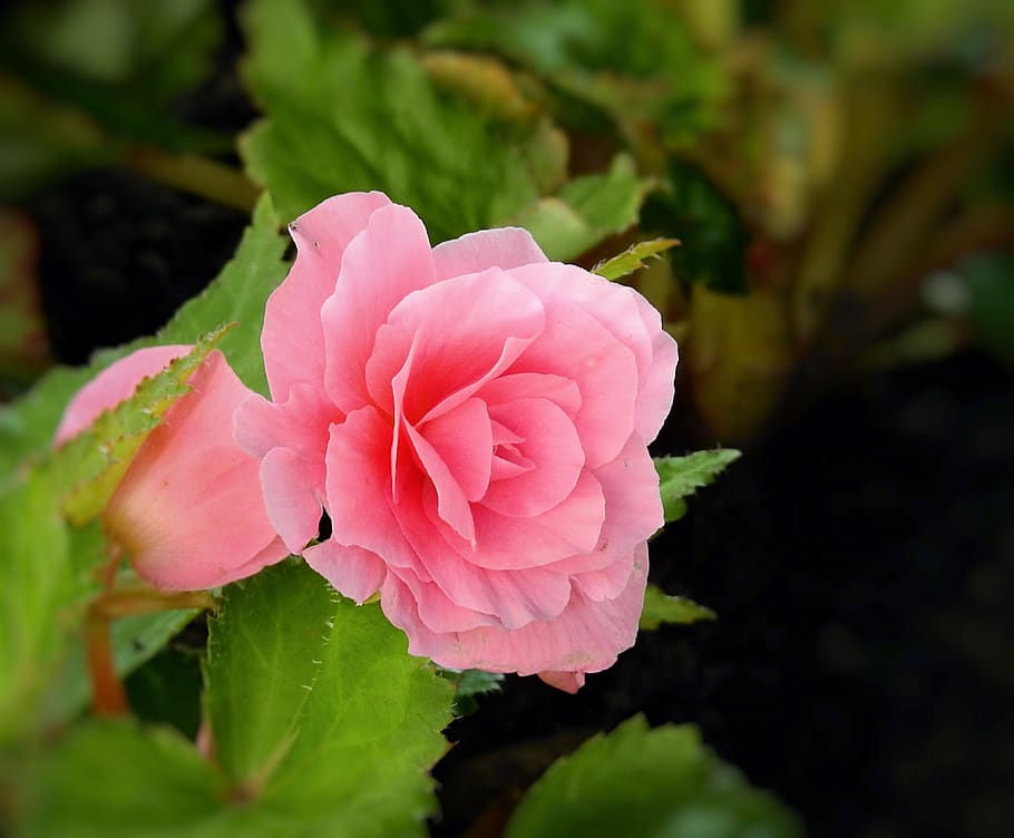 flower, rose, romantic, red, beautiful, flowering plant, beauty in nature HD wallpaper