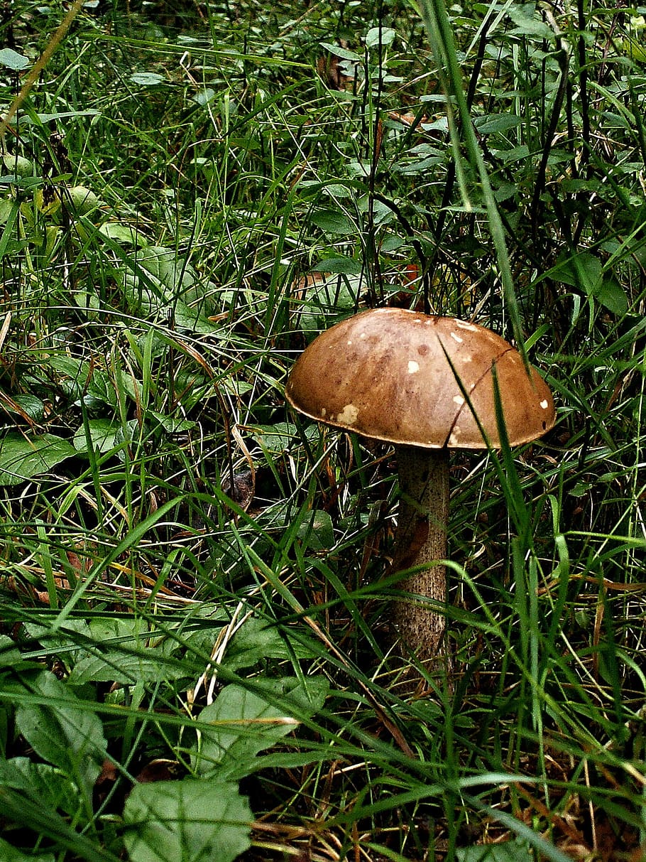 Fungus, Boletus, Grass, Macro, brown cap boletus, bilberry HD wallpaper