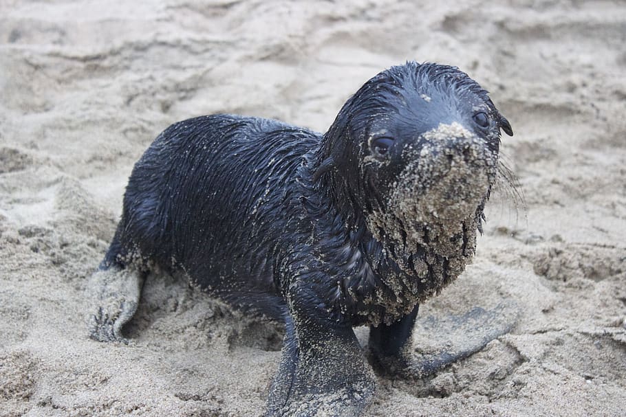 seal pup, sand, young, coast, marine, wildlife, one animal