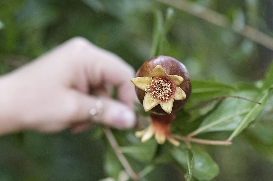 pomegranate, plants, leaf, fruit, summer, nature, food, organic HD wallpaper
