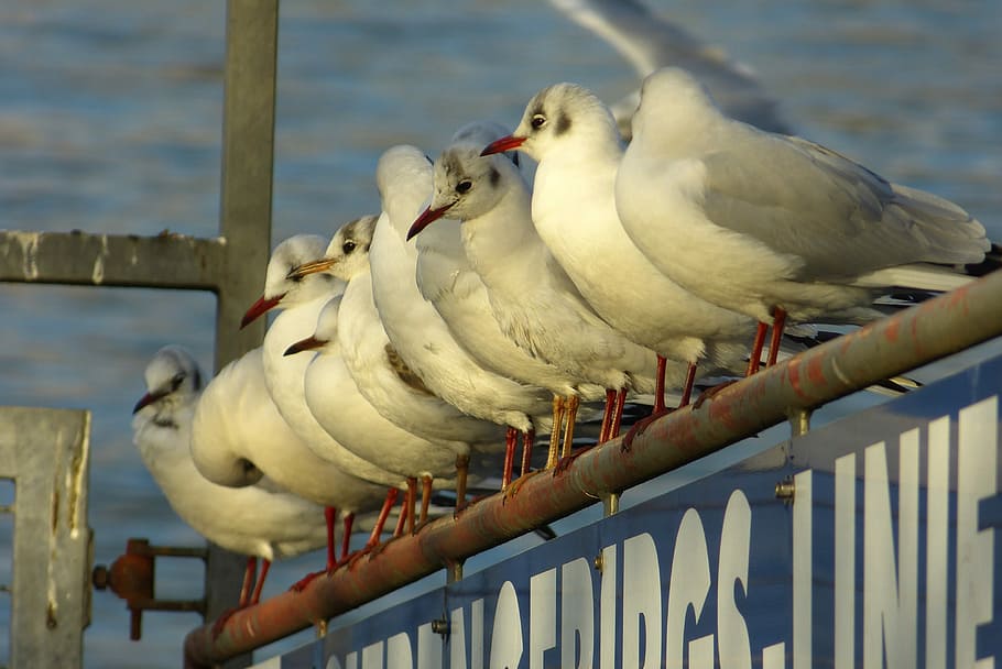 Group, Community, Conference, Flock, swarm, team, kolletiv HD wallpaper