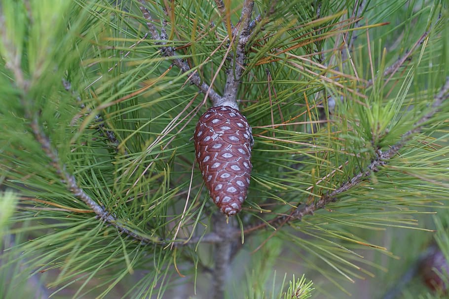 pine, tree, tap, needles, green, plant, growth, day, nature HD wallpaper