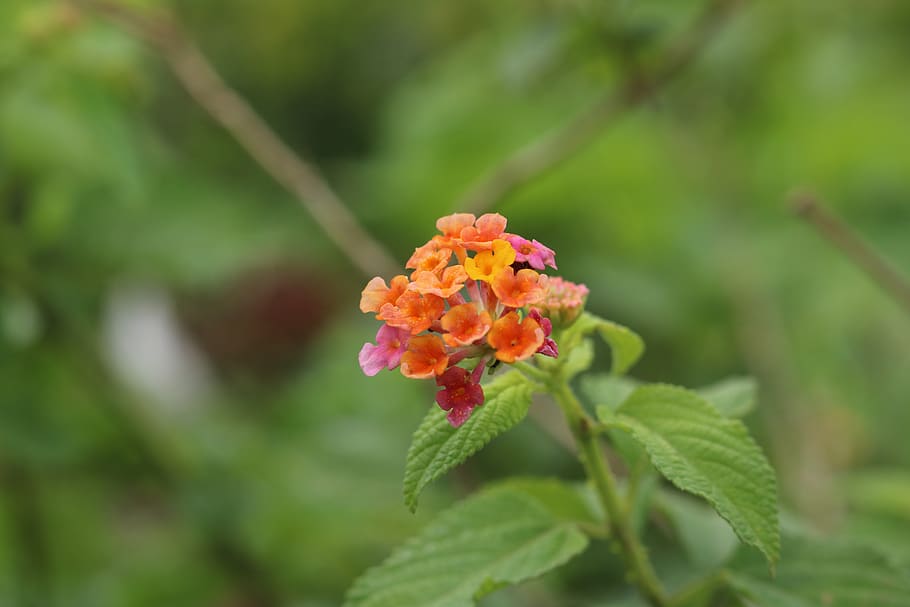 nature, leaf, flora, flower, summer, flowering plant, beauty in nature HD wallpaper