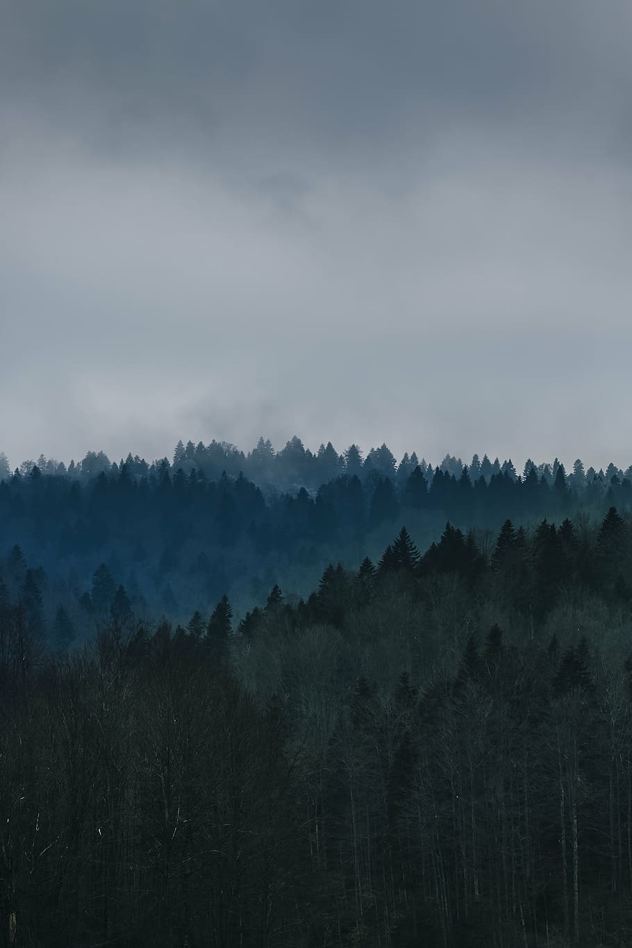 green forest, photo, tree, nature, forests, trees, sky, clouds HD wallpaper