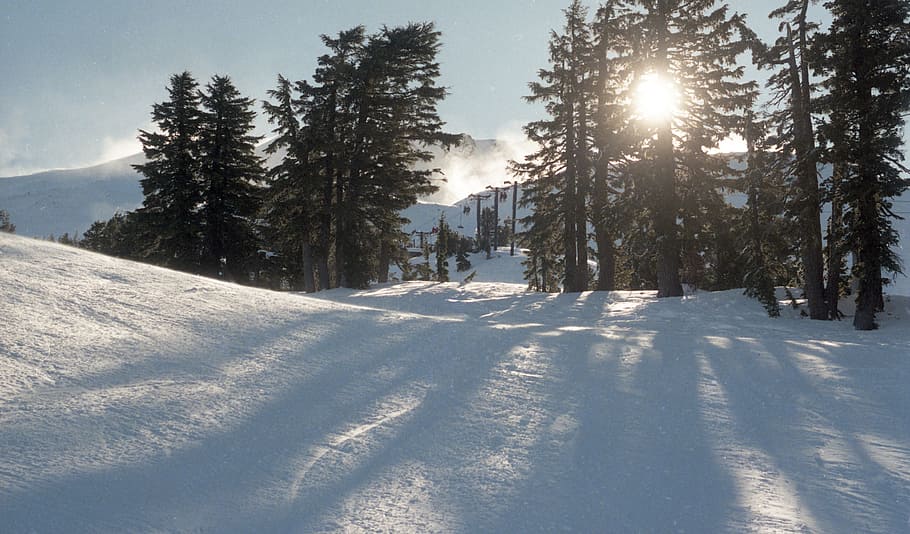 green leaf trees on snow field at daytime, silhouette of trees covered by snow HD wallpaper