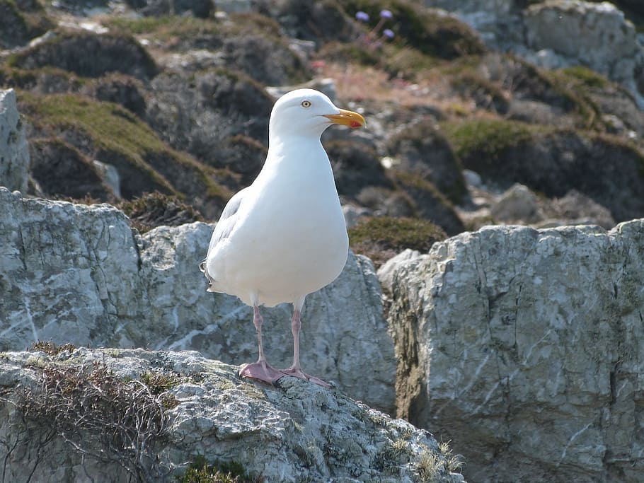 bird, close, birds, seagull, animal themes, animals in the wild HD wallpaper