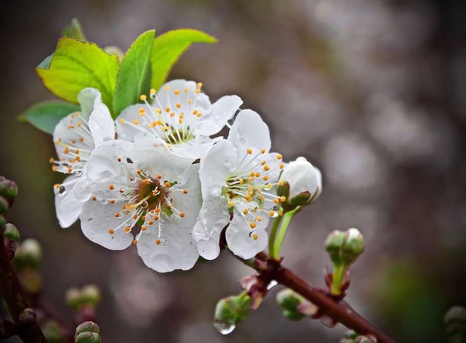 cherry blossom, cerezo, flower, plant, spring, flowering, sakura, HD wallpaper