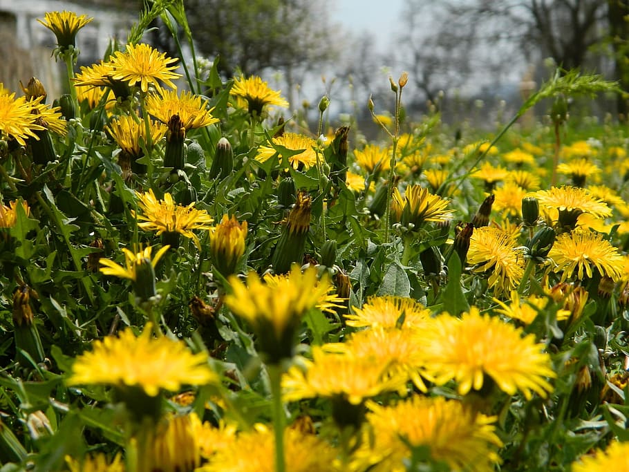 dandelions, spring, flower, nature, greens, summer, yellow HD wallpaper
