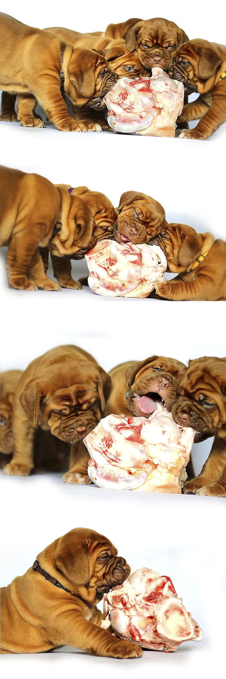 how much should a french mastiff eat