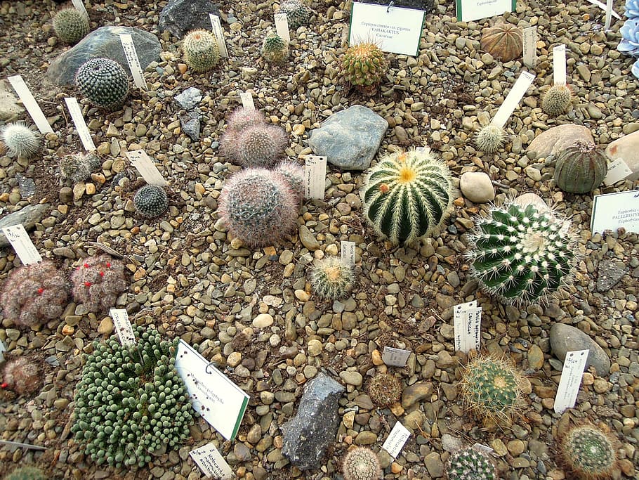 cactus, cactuses, planting, plants, garden, instill, close-up HD wallpaper