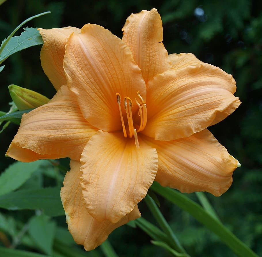 close-up photo of yellow daylily, double lily, cape cod, garden HD wallpaper