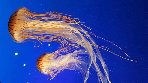 shallow focus photography of two brown jellyfish, two close up photography of jellyfishes HD wallpaper