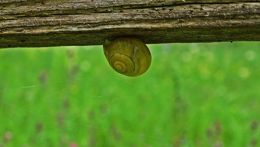snail, snail shell, csigabiga, fauna, slide, spring, wood, green HD wallpaper