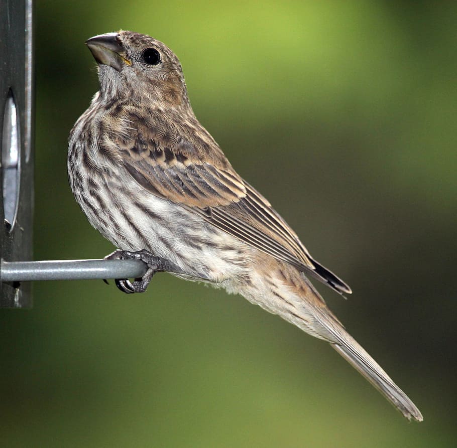 brown and gray bird on metal handle, female, ruby, finch, wildlife HD wallpaper