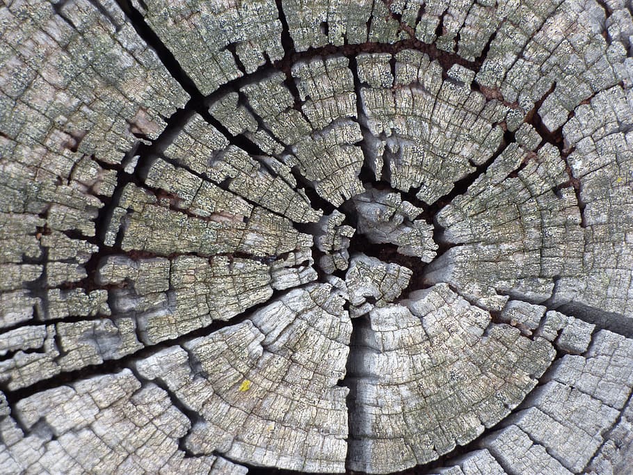 Trunk, Old, Rings, Wood, age, cross-section, nature, wood - Material HD wallpaper