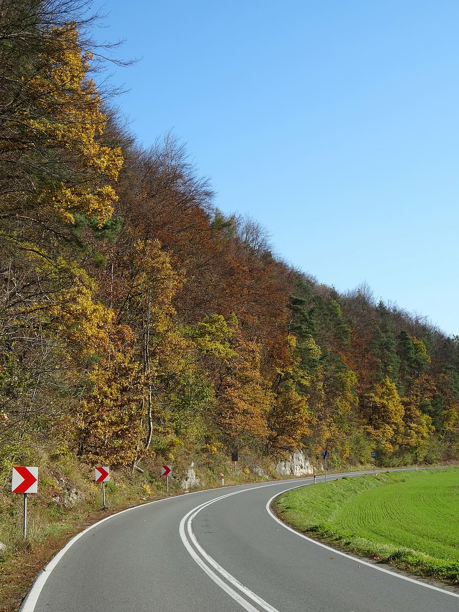 way, tree, colors, forest, autumn, trail, road, plant, transportation HD wallpaper