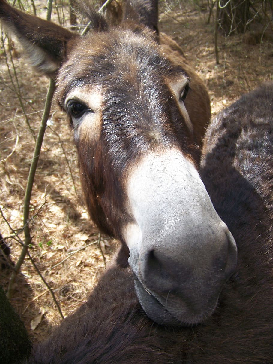 Donkey, White, Brown, Cute, one animal, domestic animals, horse HD wallpaper