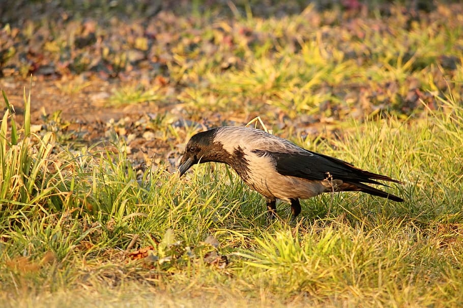 meadow, grass, bird, crow, raven bird, carrion crow, animal HD wallpaper