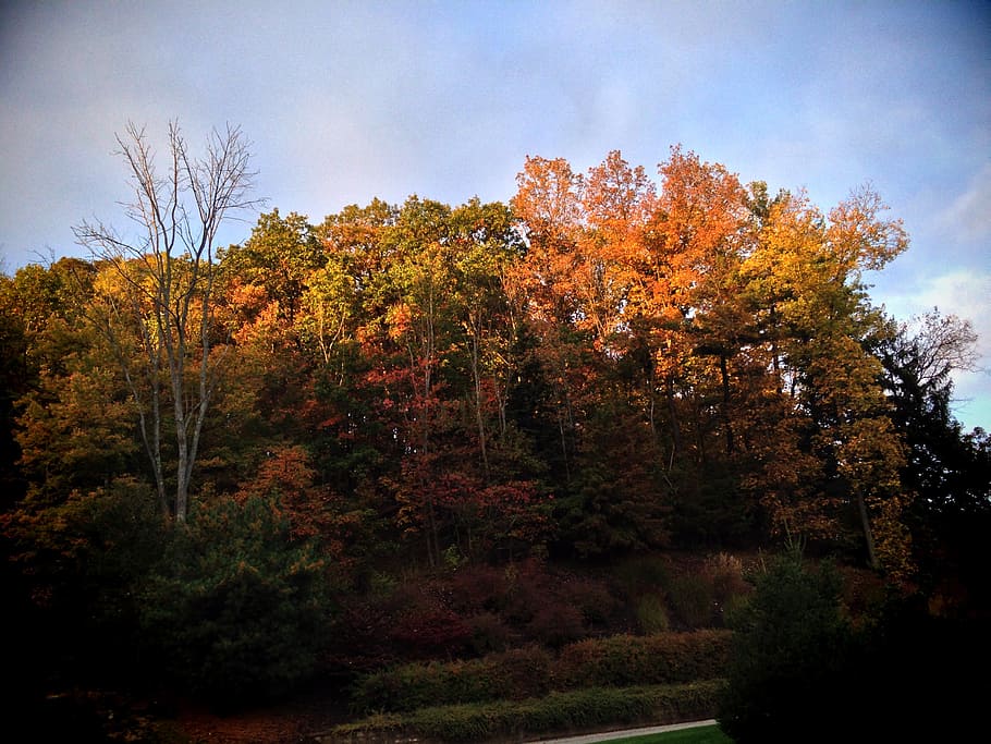 fall, trees, autumn, nature, season, landscape, foliage, park HD wallpaper