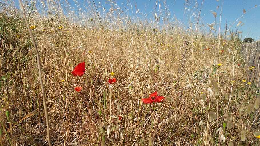 poppy, herbs, crazy, summer, field, dry, grass, the nature HD wallpaper
