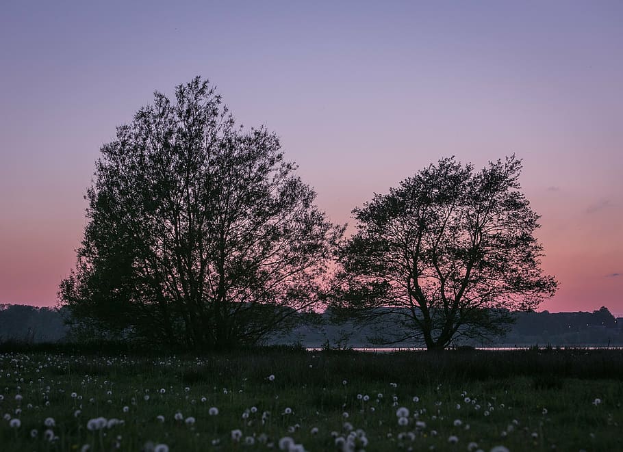 trees, sunset, lake, natural, sky, view, water edge, silence HD wallpaper