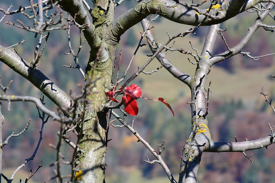 Tree, Leaf, Autumn, Fall, Fall Foliage, red, one animal, branch HD wallpaper