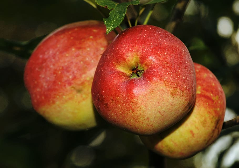 apple, fruit, red, vitamins, food, frisch, delicious, eat, healthy HD wallpaper