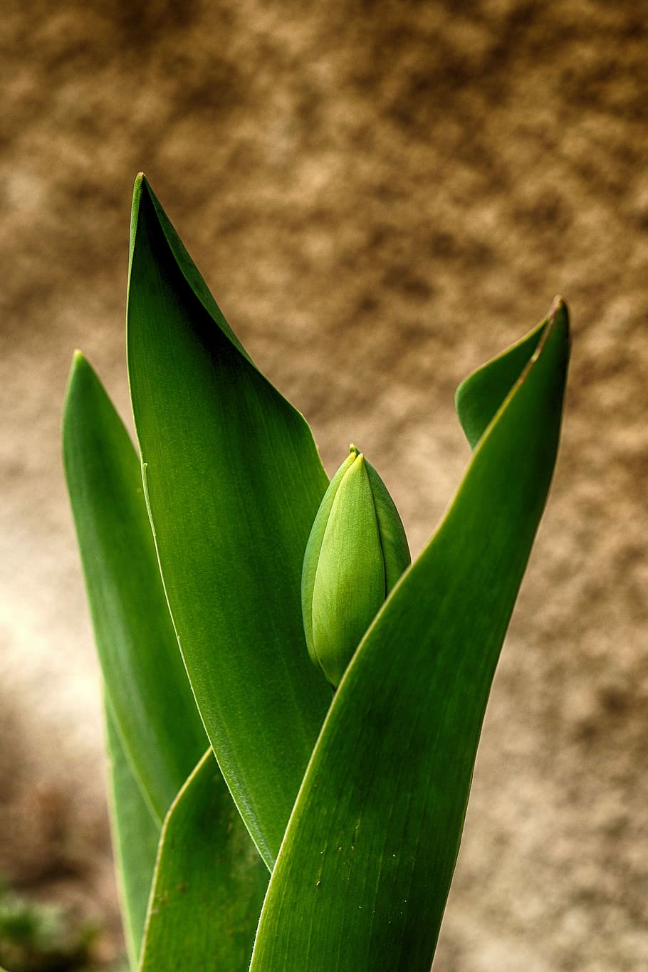 nature, flora, leaf, growth, flower, spring, green, plant part HD wallpaper