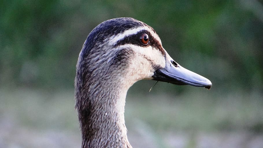 duck, look, wildlife, beak, head, one animal, animals in the wild HD wallpaper