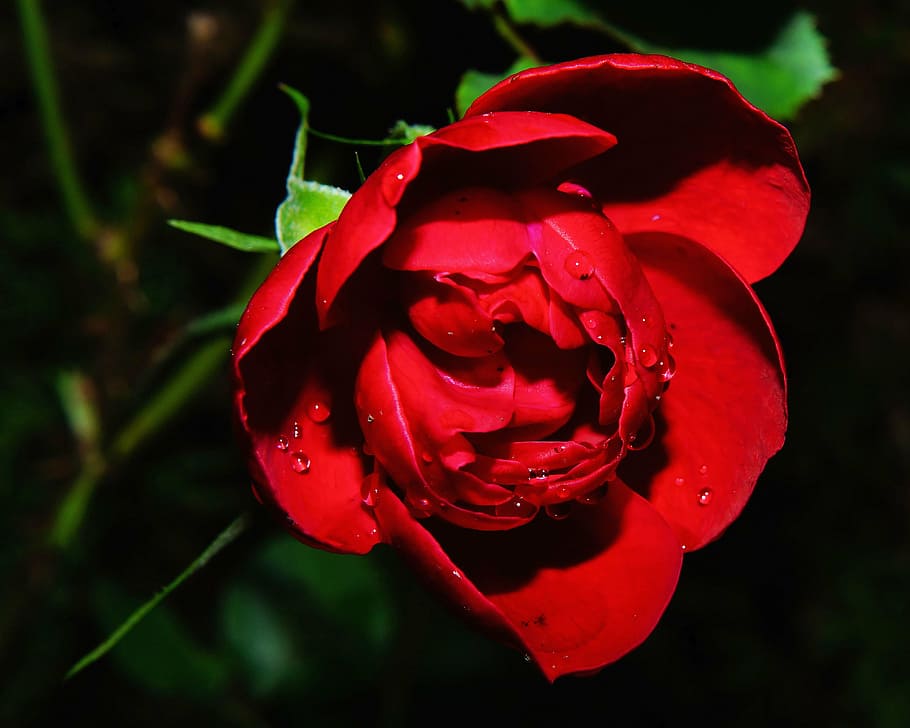 red rose closeup photography, flower, blossom, bloom, plant HD wallpaper