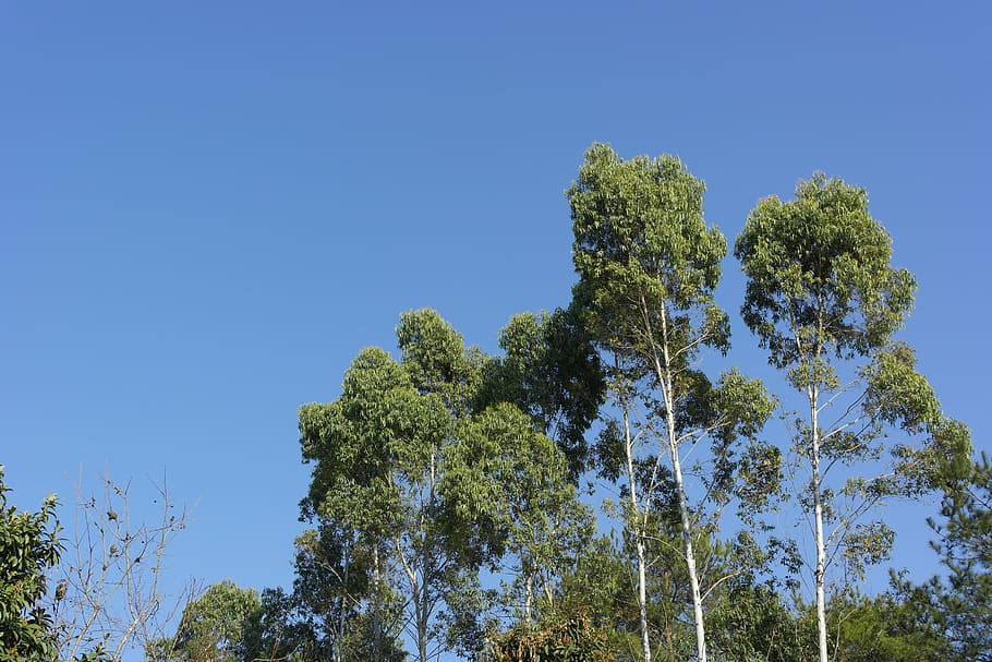 blue sky, trees, upright, plant, low angle view, clear sky HD wallpaper