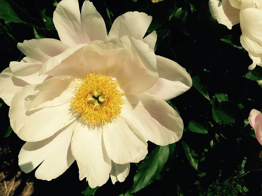 peony, white, yellow, bloom, romantic, flower, white flower HD wallpaper